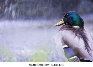Duck
