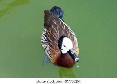 duck