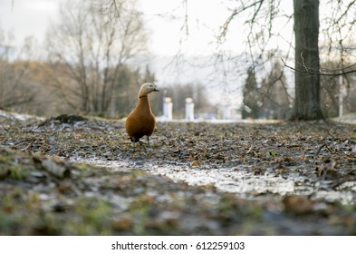 Duck