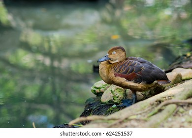 duck