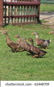 Duck