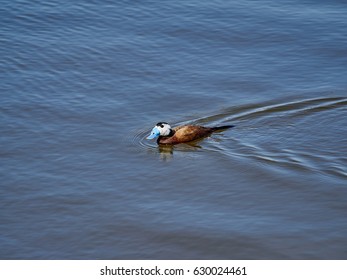 duck 