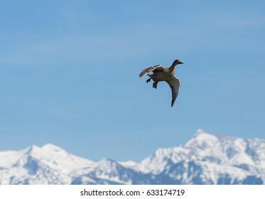Duck 