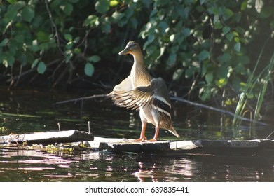 duck