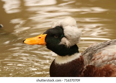 duck