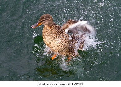 duck