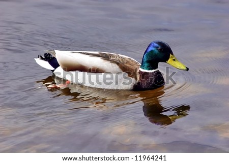 Similar – Image, Stock Photo duck Environment Nature