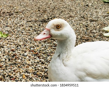 Duck At The Belgrade Zoo, August 2019