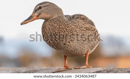 Duck, Bird, Animal  Long Island Duck