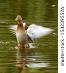 duck bird on the lake pond flapping its wings Anas platyrhynchos