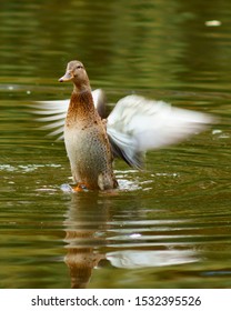 Duck Bird On The Lake Pond Flapping Its Wings Anas Platyrhynchos