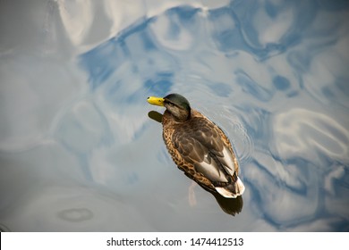 Duck Bird Portrait Top View Swim On Lake Water Natural Background