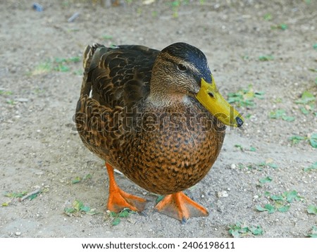 duck, birds, animals, migratory, aquatic