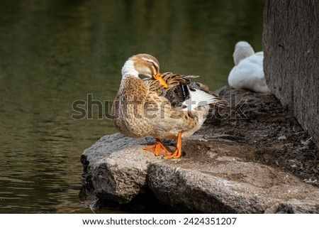 Duck with brown and white colors found in the lake
