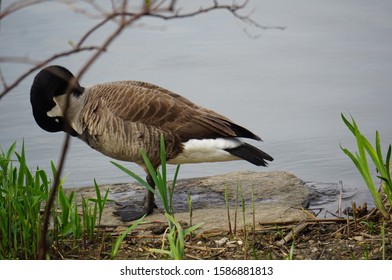 Duck By The Lake In New York