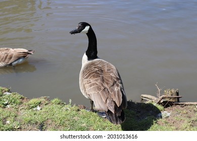 A Duck By A Lakeside In A West Country UK Town