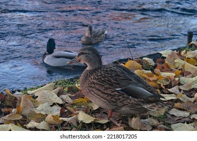 Duck By The Water In Ainola Park In Oulu.