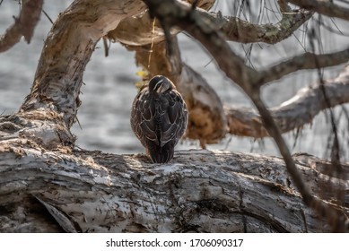 Duck By The Water At Tin Can Bay