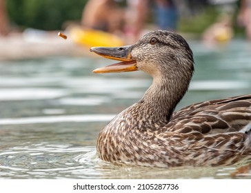 Duck Catching Food Midair Fast Shutter Freeze Motion