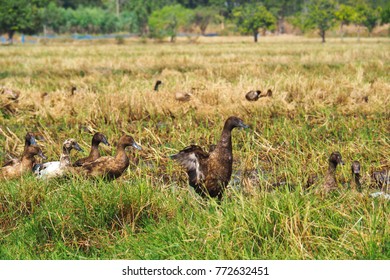 Duck Chase Rice In The Farmland, They Are Enjoy Eating, The North East Thailand.