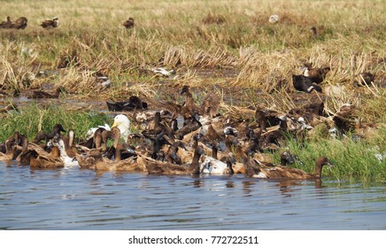 Duck Chase Rice In The Field Rice, North East Thailand