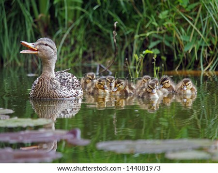 duck with chicks