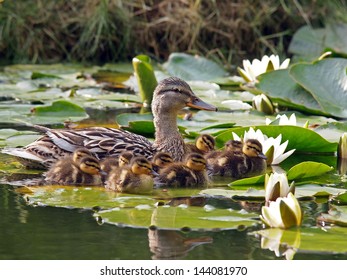 4,603 Duck with water lily Images, Stock Photos & Vectors | Shutterstock