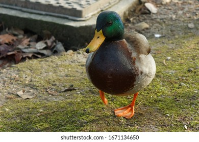 Mallard Duck Showing Chest Standing Erect Stock Photo 1477015670 ...