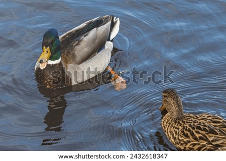 A duck couple on the pond