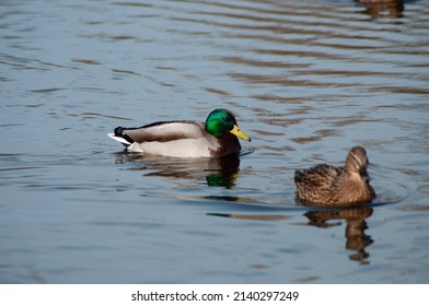 Duck Couple Swimming In The Lake