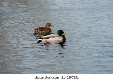 Duck Couple Swimming In The Lake