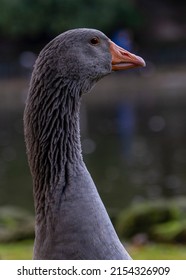 Duck Cover In Water In The Winter