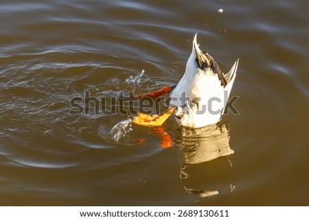 A Duck Dabbling Head-Down in Water