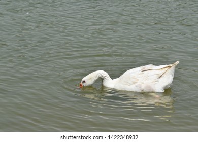 Duck Dipping Its Head Half Underwater.