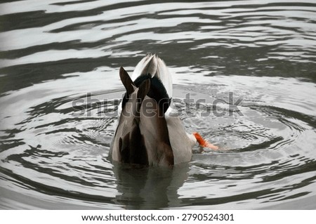 A duck dips its head underwater while foraging for fish, leaving just its tail sticking out above the calm water surface.