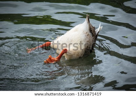 Duck Diving Upside Down, With Butt and Tail in Air