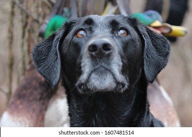 281 Duck hunting black labrador Images, Stock Photos & Vectors ...