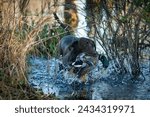 Duck dog on the retrieve 