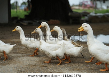 Duck or drake family walking in row, at country side area. Very cute and funny. Selected focus on the center duck.