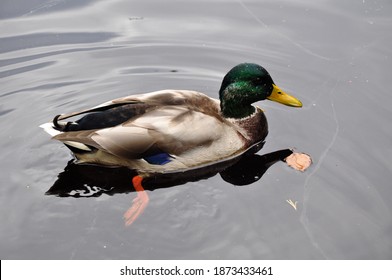 Duck Drake In Pond Lake River Puddle. Paws Flippers Feet Under Water. Autumn Leaf. Close Up View