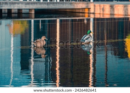 A duck and a drake are sitting near the surface of the water in a lake in the city. Copenhagen, Denmark