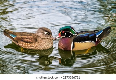 Duck and drake in the water. Duck with drake. Couple in love - duck and drake. Duck and drake portrait