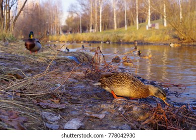 
The duck drinks water from the river at sunset. Other ducks look at her.