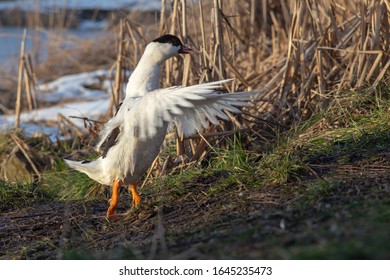 The Duck Drives The Uninvited Guest Away