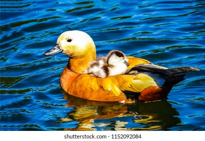 Duck with duckling on water. Cute duckling on swimming duck. Duck and duckling in pond