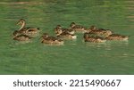 Duck with ducklings in Lake Clark National Park in Alaska,United States,North America
