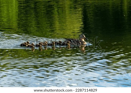 duck and ducklings in like