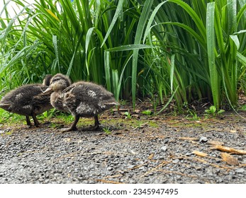 Duck with ducklings. Mother duck with her ducklings.