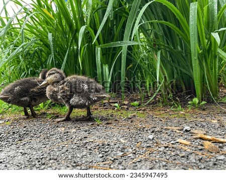 Duck with ducklings. Mother duck with her ducklings.