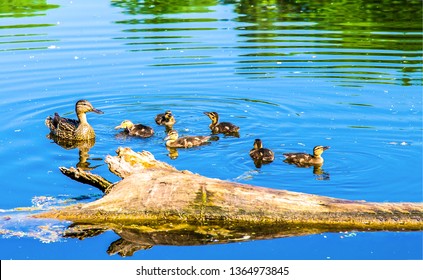 Duck with ducklings on water. Duck family on water. Duck ducklings water scene. Ducklings with mama duck